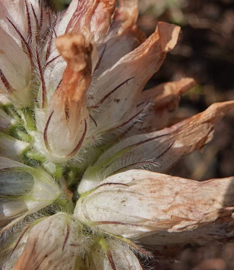 Trifolium macrocephalum, C. Davidson 13789--Oregon. Wallowa Co. Upper Camp Creek Canyon. 5 Jun 2018. DSC05225 (43).JPG