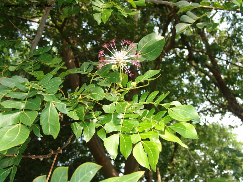 Albizia gummifera cf--So. Africa. Lowveld Nat. Bot. Gard. 14 Mch 05. 150.jpg