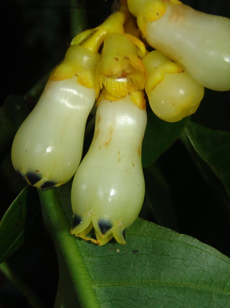 Palicourea clerodendroides, Croat98781--Ecuador. Z.C. Margin of Rio Nangaritza. 17 Sep 07. 292.jpg