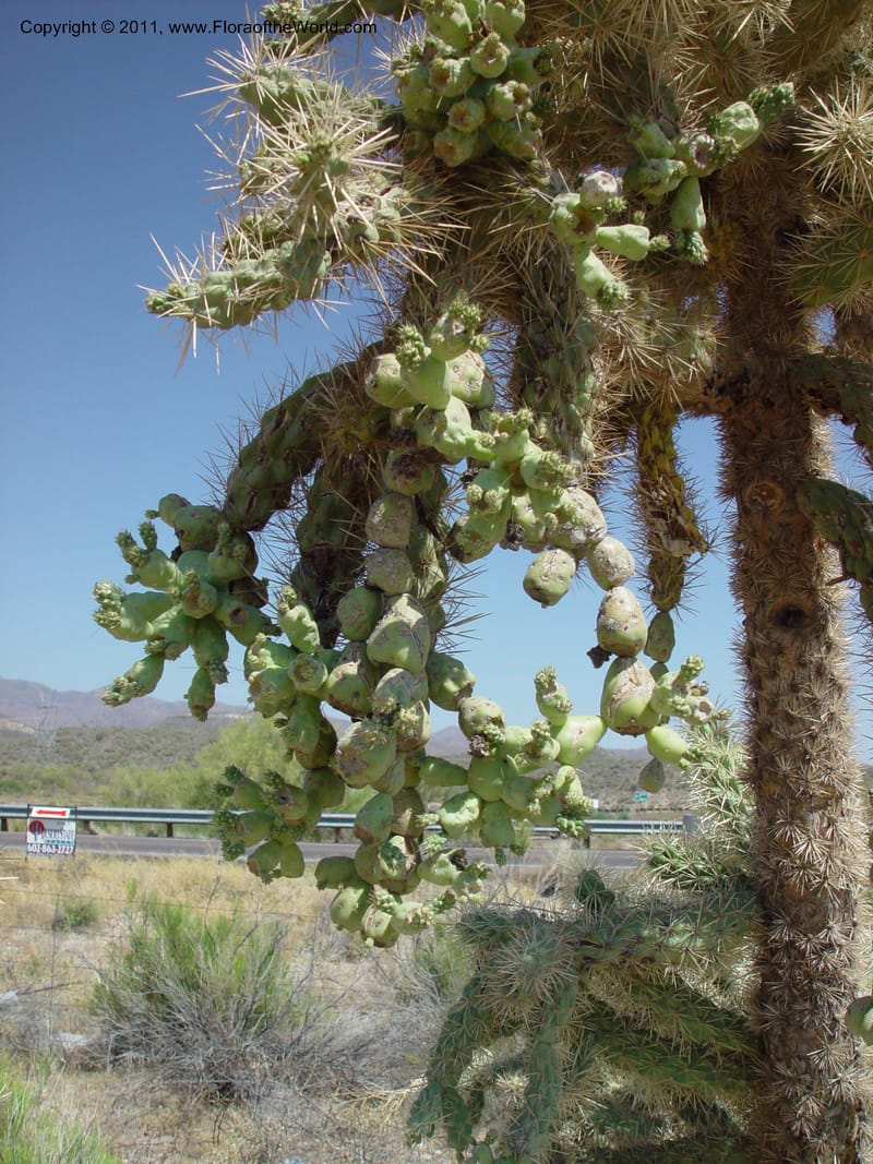 Opuntia fulgida--AZ. 70 mi N of Phoenix on Hwy 17. 5 Jun 03. 010.jpg