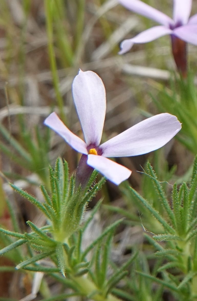 Phlox condensata, C. Davidson 13762--Oregon. Wallowa Co. Zumwalt.Trail Cr. Rd. 4 Jun 2018. DSC04078 (519).JPG