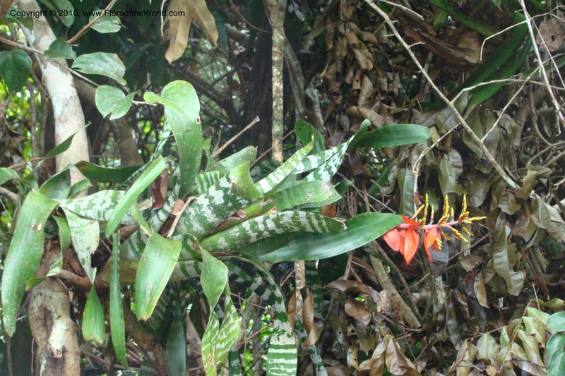 Aechmea, RVasquez34772--Peru. Loreto. Dist. Nauta. Qbda Nawapa, Rio Tigre. 11 Nov 08. 565.jpg