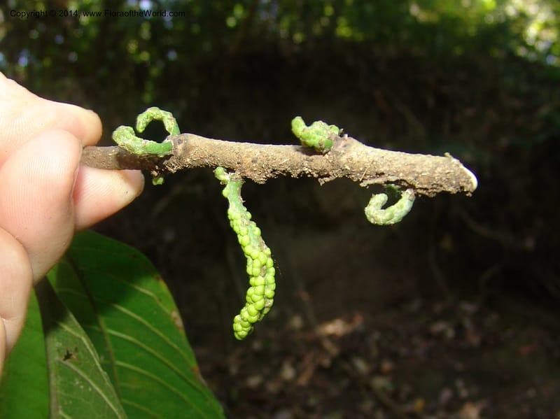 Sorocea, Farfan 774--Peru. Edo. Madre de Dios. Quebrada Loboyoc. 21 Oct 05. 262.jpg