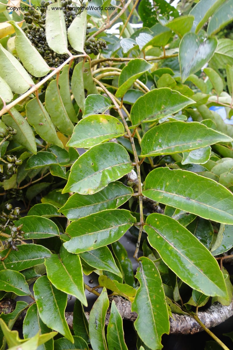 Polyscias joskei, M. Tuiwawa 4927--Fiji. Area of Monasavu Dam I. 9 Feb 2011. 402 (54).jpg