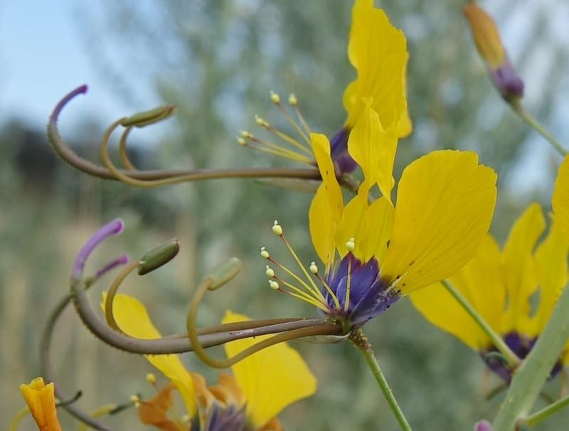 Cleome angustifolia subsp. diandra, L. Nanyeni 1140--Namibia. Avis Dam. 15 Mar 2018. DSC00541 (6).JPG