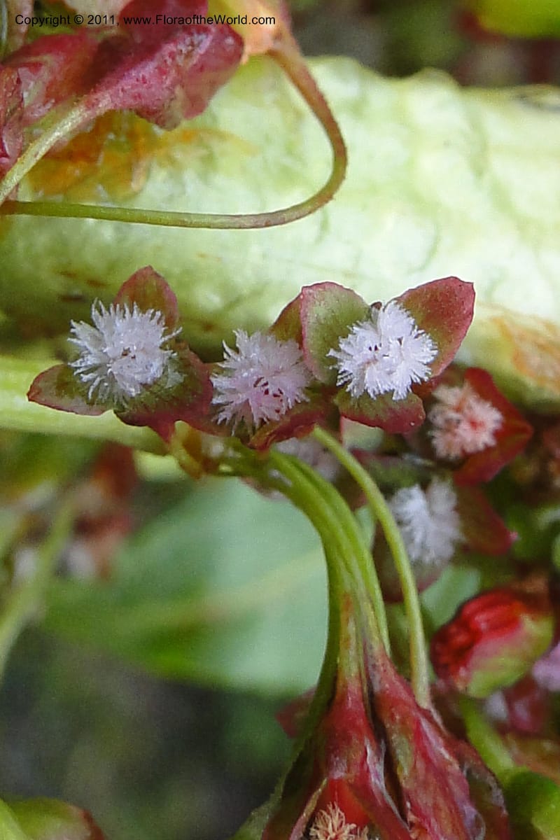 Rumex tolimensis, Ulloa 1994--Ecuador. Napo. Papallacta to Baeza. 1 Jun 2011. 376 (3).jpg