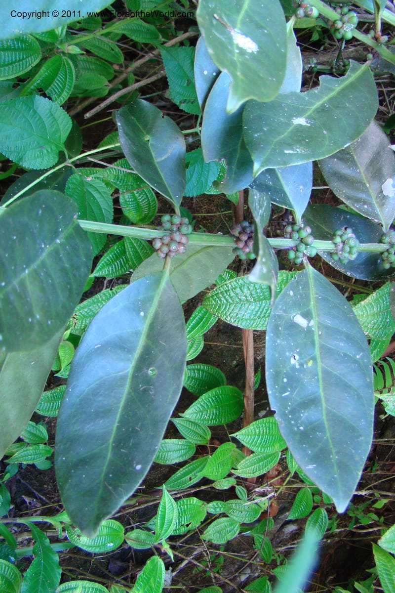 Canthium, Rogers 1214--Madagascar. Prov. Fianarantsoa. Ifanadiana. 12 Jan 09. 112 (6).jpg