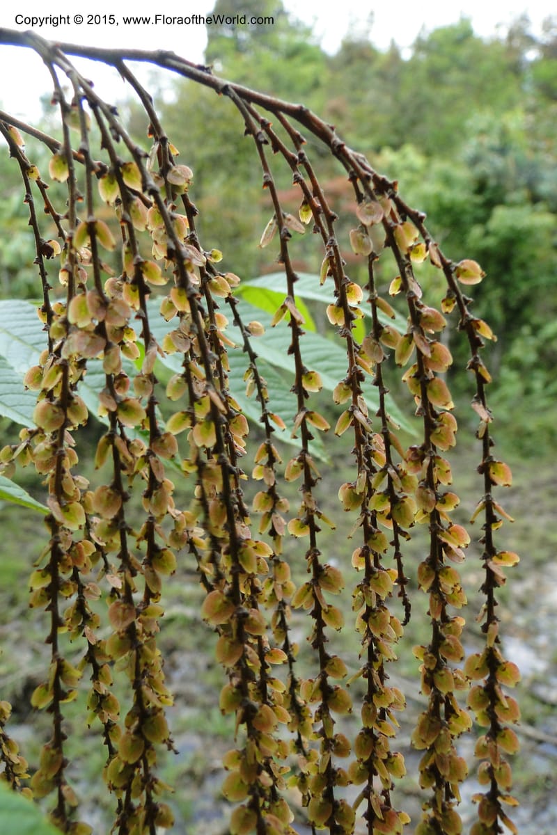 Rhoiptelea chiliantha, Regalado 1809--Viet Nam. Trail to Siu Chai Commune. 5 May 2011. 306 (7).jpg