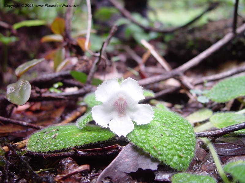 Episcia sphalera, JSmith4136--Fr. Guiana. The inselberg at Les Nouragues. 15 Mch 02. 002.jpg