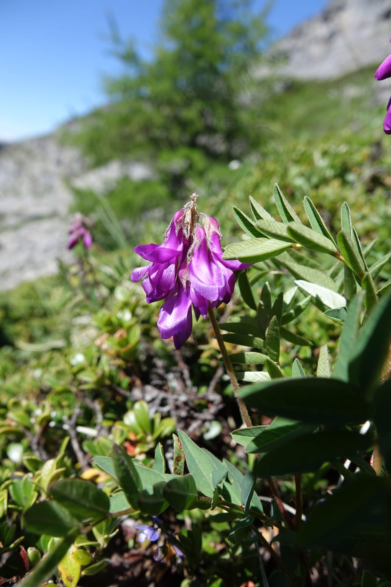 Hedysarum hedysaroides, Davidson, C 13308--Switzerland. Les Violettes. 4 Jul 2016. DSC09126 (59).JPG