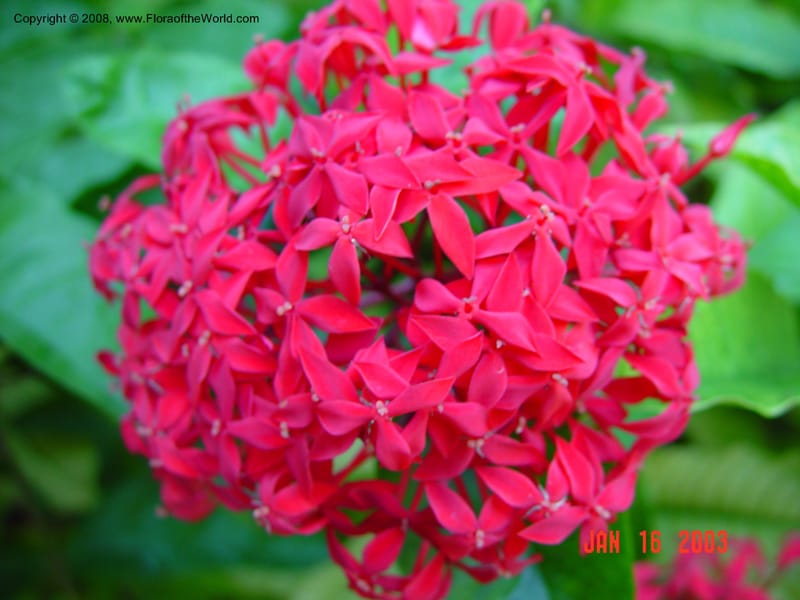 Ixora duffii--FL.  Fairchild Trop. Garden. 15 Jan 03. 096.jpg