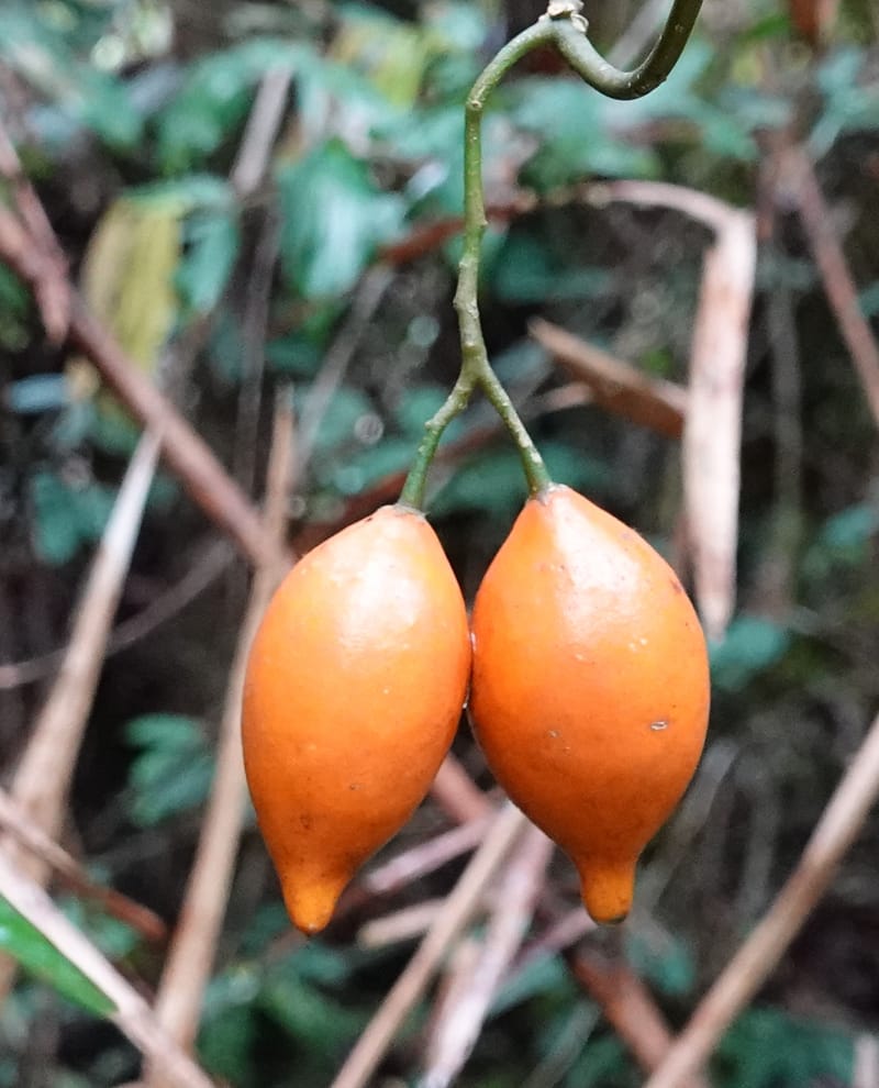 Tabernanthe iboga, C. Davidson 13949--Gabon. Mondah. Arb Raponda Walker. 4 Nov 2018. DSC01949 (60).JPG