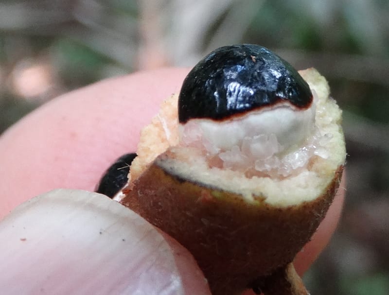 Alectryon hirsutus, Munzinger, J 7420--New Caledonia. Foret du Koghi. 13 Fri 2015. DSC02196 (206).JPG