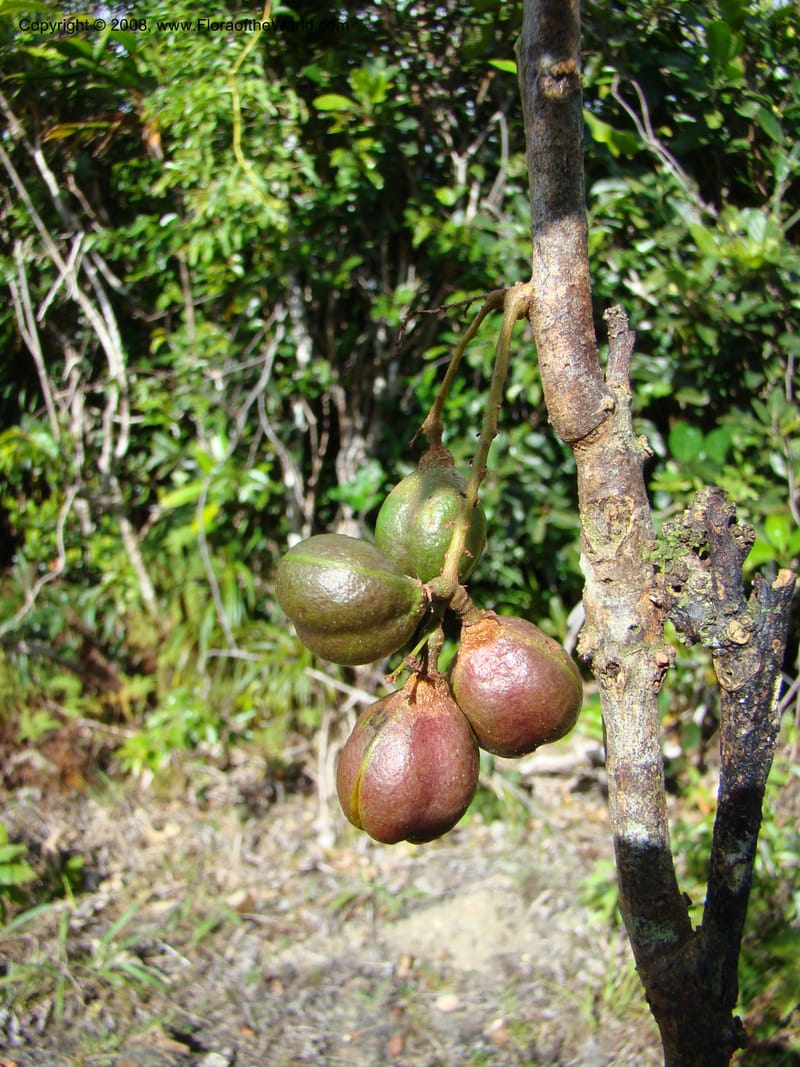 Cupaniopsis, JMunzinger4744--New Caledonia. Mandjelia. 13 Nov 07. 150.jpg