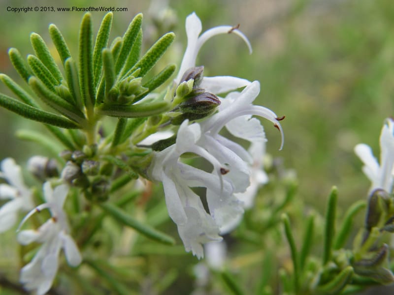 Rosmarinus officinalis--Cabo de Gata.  16 Apr 04. 270 (3).jpg