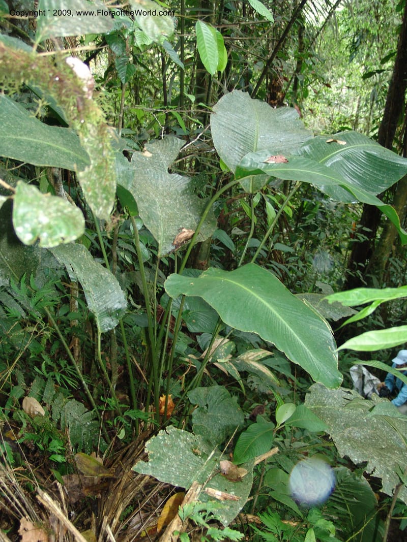 Calathea, Croat94421--Ecuador. Prov. Pichincha. Res. Guaycuyacu. 10 Feb 05.  229.jpg