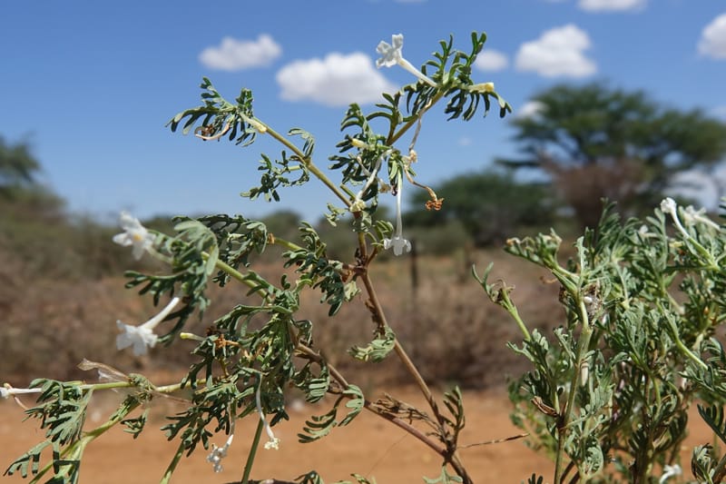 Chascanum pinnatifidum, L. Nanyeni 1170--Namibia. Hwy B1, rest stop at odom 161. 16 Mar 2018. DSC01241 (39).JPG