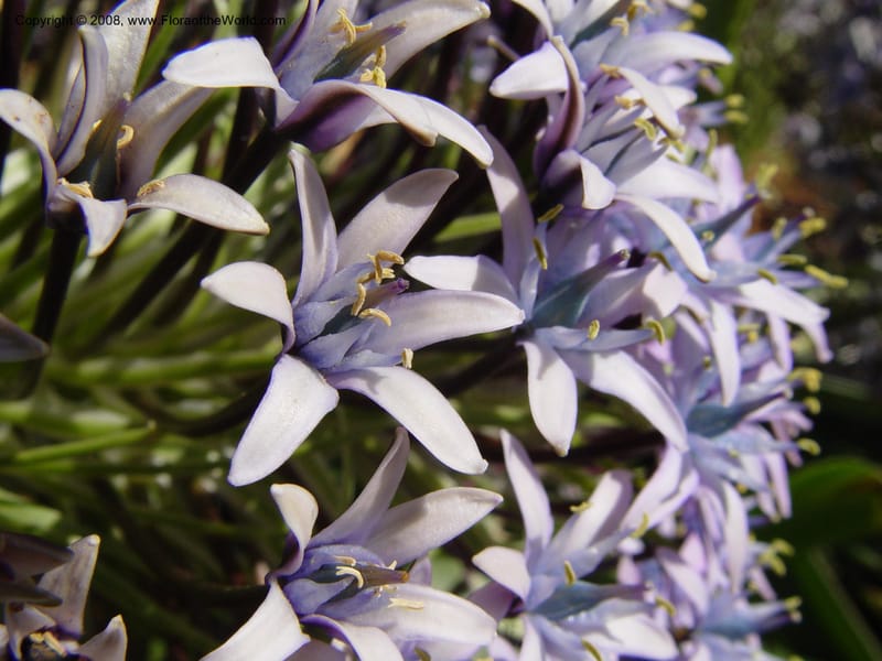 Scilla peruviana, 1999.1461--Spain. Barcelona Botanic Garden. 19 Apr 04. 043.jpg