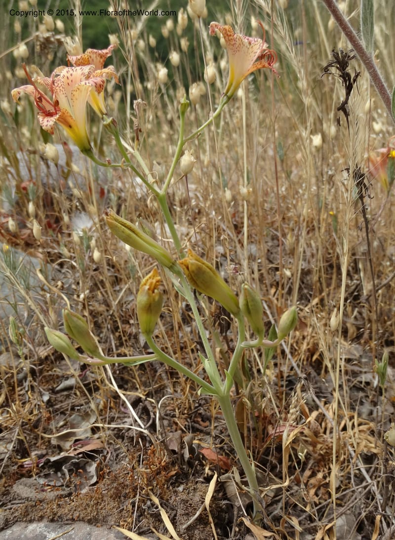 Alstroemeria versicolor, Davidson, C 12826--Chile. Ruta J-55 east of Talca. 27 Nov 2014. DSC08682 (136).JPG