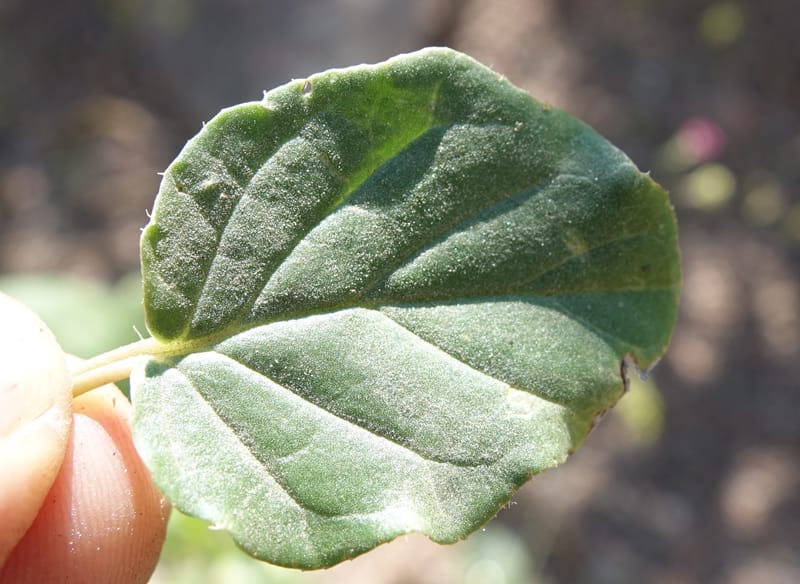 Boerhavia diffusa var. leiocarpa, Fortunato 13150--Argentina. S. of San Augustin. Las Bretes. 8 Feb 2018. DSC09370 (234).JPG
