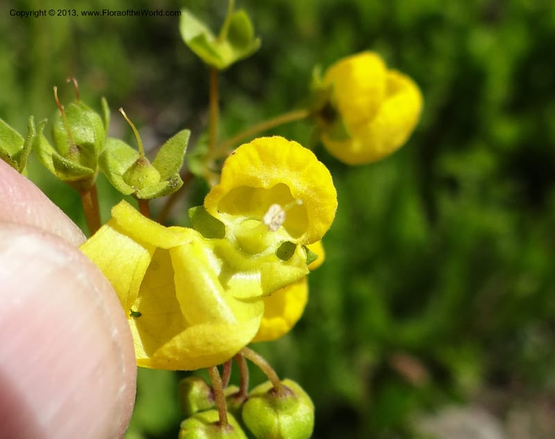 Calceolaria biflora, WDS 34183--Chile. Cta. 115. La Laguna. 22 Feb 2013. DSC02595 (119).JPG