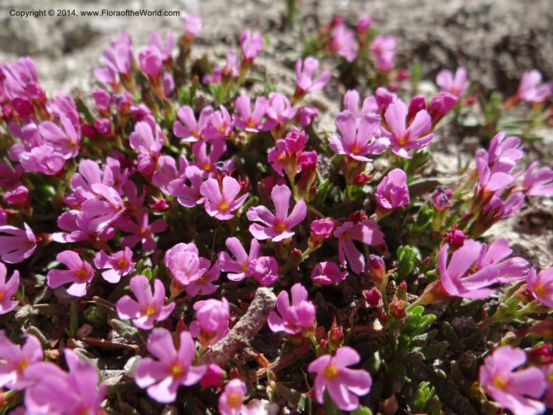 Douglasia, Davidson, C 12194--ID. Boise Co. Scott Mtn. Lookout Road. 18 Jun 2013. DSC06609 (64).JPG