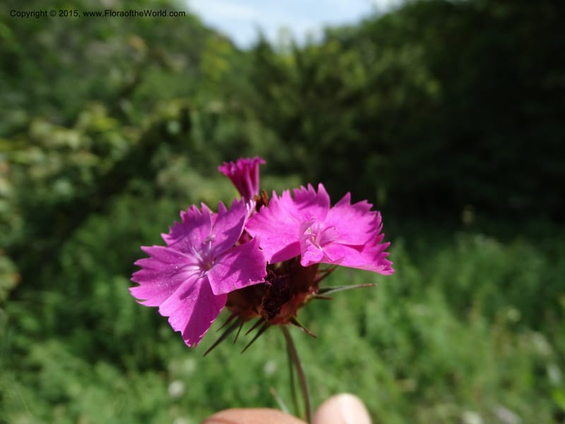 Dianthus subulosus, Davidson, C 12451--Georgia (Caucasus). Shio Mgvime. 7 Jun 2014. DSC07779 (328).JPG