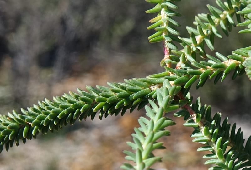 Darwinia polychroma, Davidson, C 13416--Australia. W.A. Past Coorow Rd. 23 Oct 2016. DSC04729 (40).JPG
