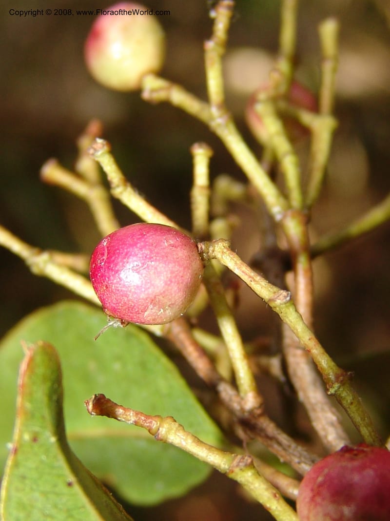 Syzygium, ZRogers1200--Madag. Anjozorobe, Aire Protegee, E Antsahabe. 17 Nov 06. 199.jpg