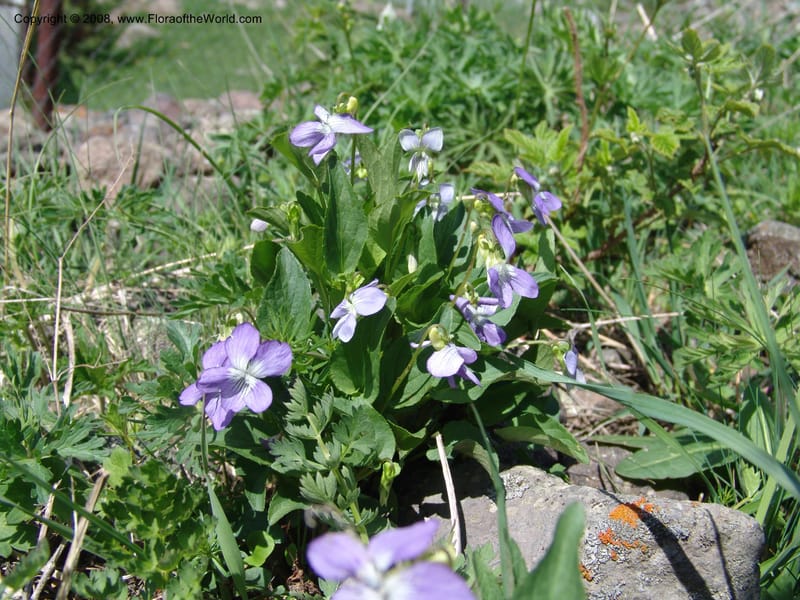 Viola somchetica--Georgia. Kazbeki . Trail-road to Sameba Church. 2 Jun 05. 053.jpg