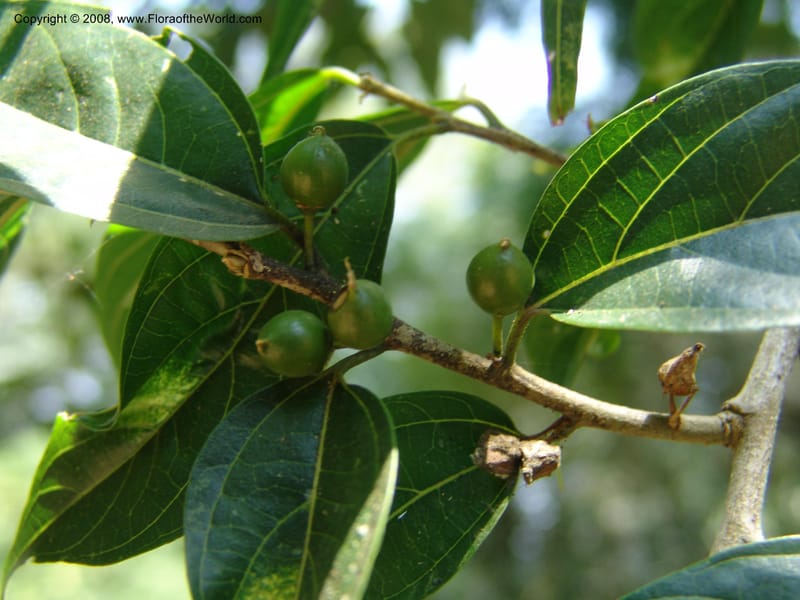 Celtis gomphophylla--Uganda.  Kibale Forest. 5 Jul 04. 175.jpg