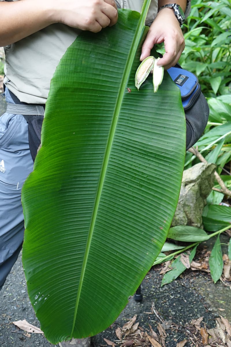 Musa formosana, Chung Kuo-Fang 3351--Taiwan. Wulai Distr. Wulai village. Hsing Hsian Trail. 19 May 2016. DSC03046 (149).JPG