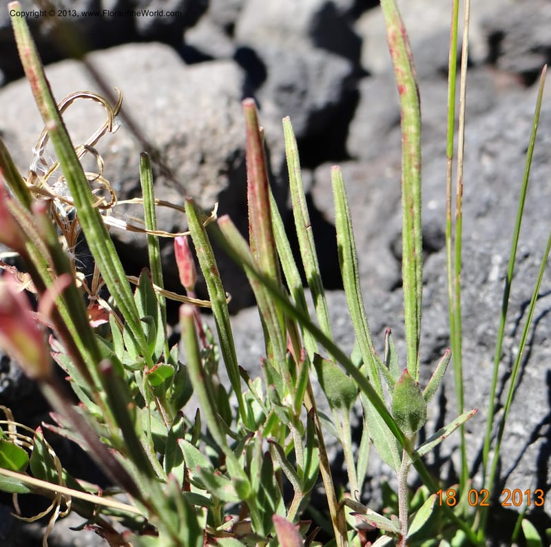 Epilobium, W. D. Stevens 34141--Chile, P.N. Laguna del Laja, 18 Feb 2013  8843 (12).JPG