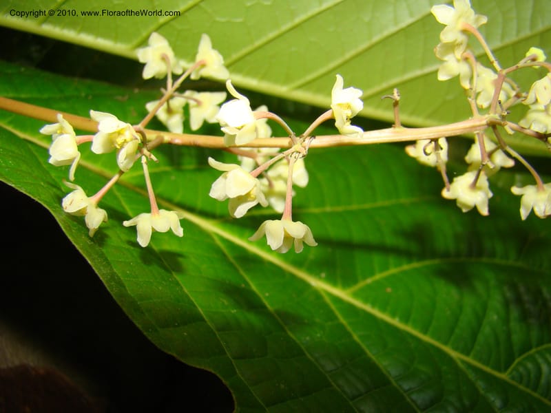 Ocotea valerioides, B. Hammel 24650--Costa Rica. Prov. Limon. Selva Bananito Lodge. 12 Apr 08. 267 (7).jpg