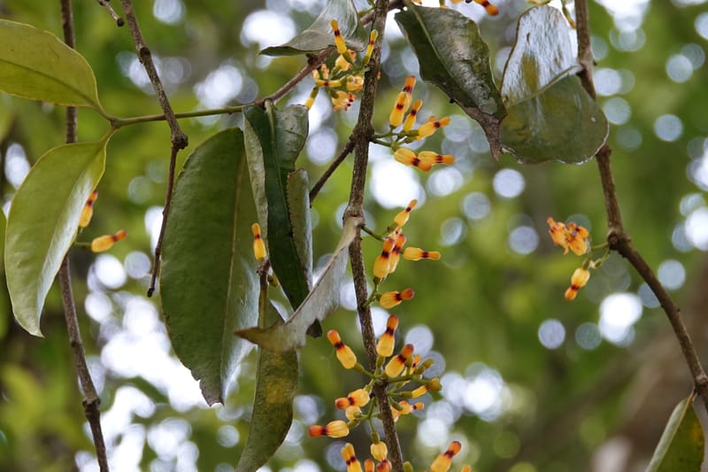 Macrosolen cochinchinensis, D. Boufford 44099--China. Yunnan. Lao jun Shan. 30 Apr 2018. DSC00424 (638).JPG