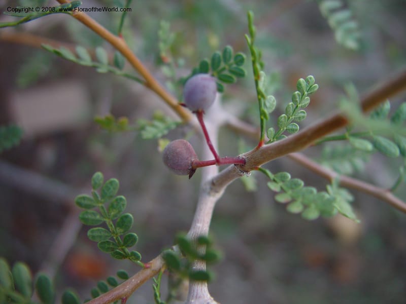 Bursera microphylla--CA. The Living Desert Zoo & Gardens, Palm Desert. 15 Feb 03. 031.jpg