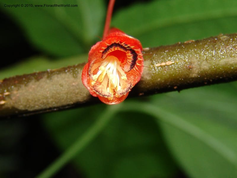 Tropaeolum emarginatum, Croat 96216--Ecuador. Centro Cientifico Rio Palenque. 22 Mar 06. 021 (6).jpg