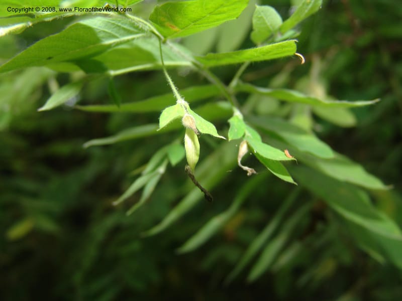 Englerodaphne pilosa--So.Africa. Mpumal. Buffelskloof Private Nat. Res. 17 Mch 05. 292.jpg