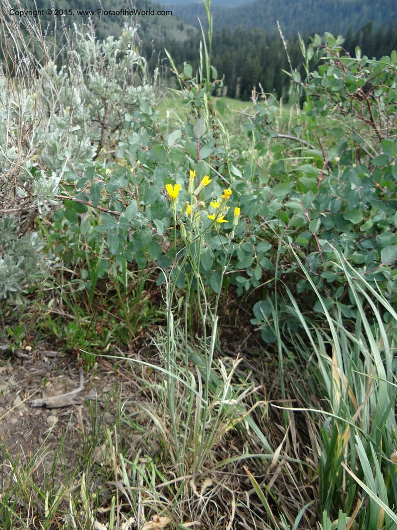 Crepis atribarba, Mansfield, D 12-659--ID. Bear Lake Co. Mt. Sherman. 13 Jul 2012. (12).JPG