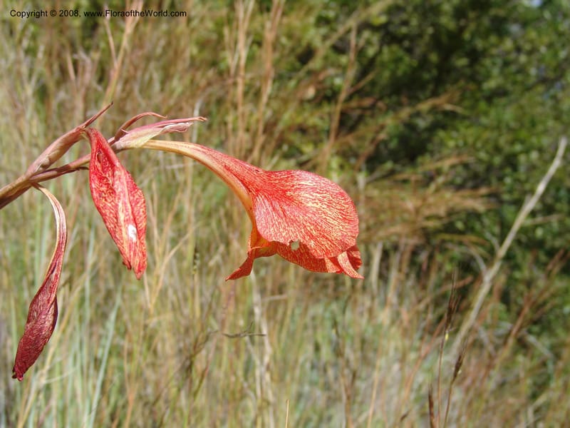 Gladiolus dalenii--So.Africa. E. Cape. R58, SE of Lady Grey. 10 Mch 05. 001.jpg