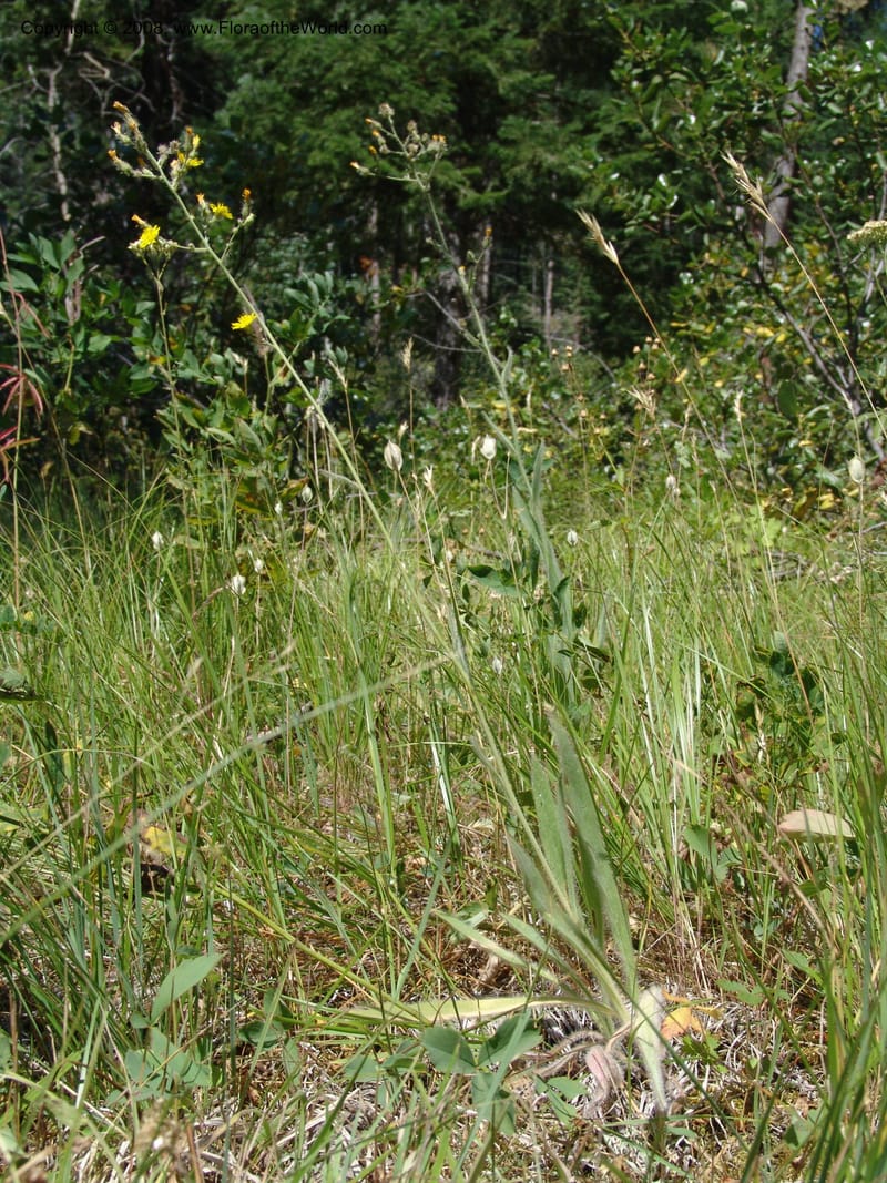 Hieracium scouleri v. albertinum--ID. Valley Co. Sylvan Beach, Reservoir trail. 13 Aug 05. 106.jpg