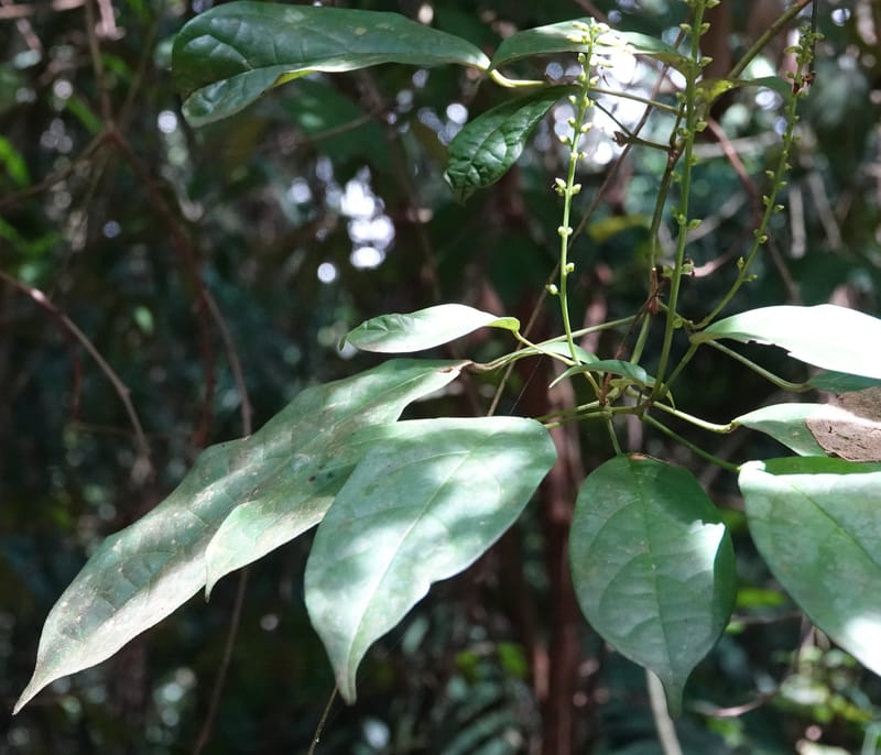 Thomandersia laurifolia, C. Davidson 13964--Gabon. Arb. Sibang. 5 Nov. 2018. DSC02235 (338).JPG