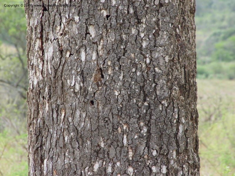 Sclerocarya birrea--So. Africa. Zululand.  Hluhluwe Game Res.  30 Sep 03. 043.jpg