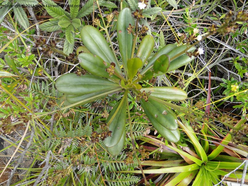 Scaevola beckii, M. Callmander 793--New Caledonia. Mont Dore. 20 Jan 2010. 1247.JPG