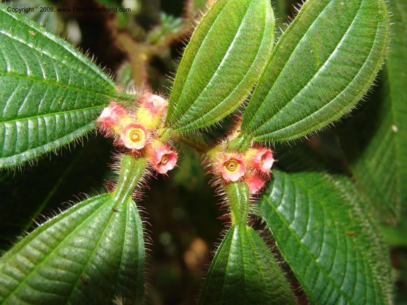 Tococa, DNeill15936--Ecuador. Prv. Zam. Ch. C del Condor. Wawaime plot. 22 Sep 07. 183.jpg