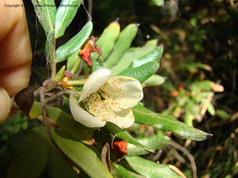 Eucryphia moorei--Australia. Royal Botanic Garden, Melbourne. 19-20 Mch 08. 071.jpg