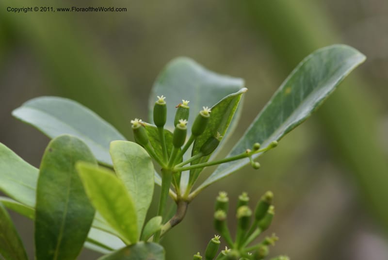Plerandra gordonii, Lowry, P 6902--New Caledonia,  Dzumac, 20 Nov 2007, 48 (7).JPG