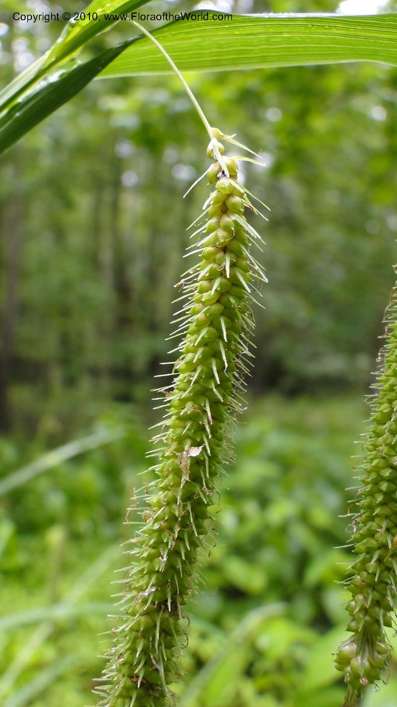 Carex, Mori 27442--North Carolina. Wake Co. Falls Lake. 25 May 2010. 078 (48).jpg