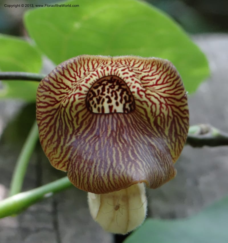 Aristolochia sp. unk, Li Pan 1205292--China, Zhejiang, 29 May 2012 0352 (5).JPG