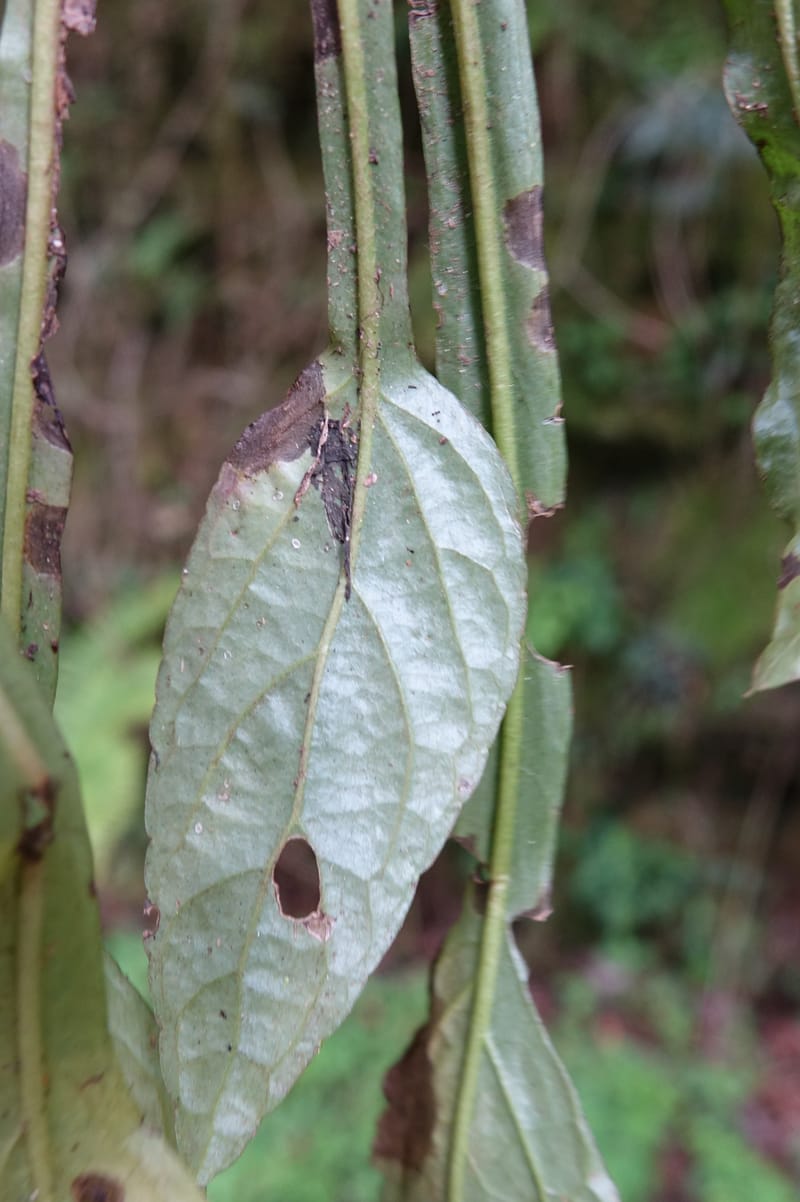 Ainsliaea latifolia, Tseng Yu-Hsin 1331--Taiwan. Taroko Nat. Park. Mt. Bilu Trail. 21 May 2016.  (161).JPG